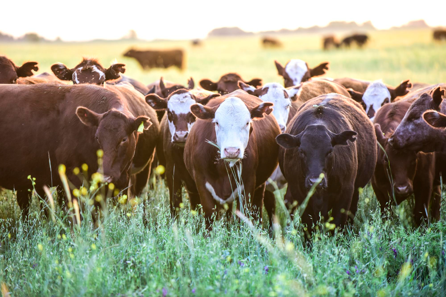 Imagen Sobre Nosotros