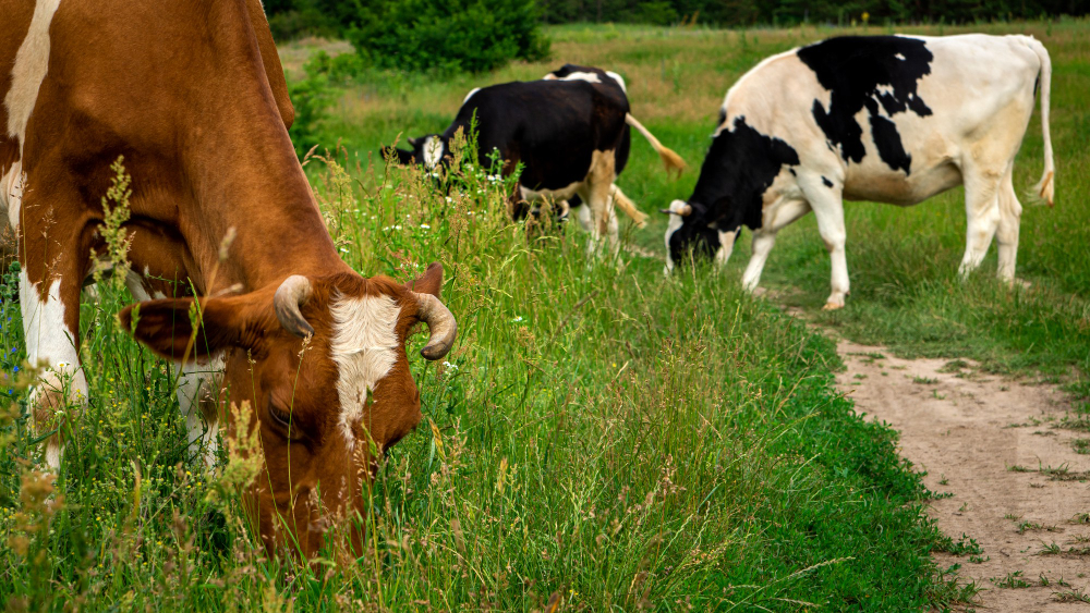 Salud y bienestar animal
